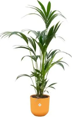 Produktbild von Kentia Palme – Forstersche Kentia – Zimmerpflanze – 160cm hoch – Ø26cm inkl. Jazz Topf Gelb – Elegante Palme für Innenräume – Tropische & pflegeleichte Grünpflanze