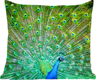 Produktbild von MuchoWow® Zierkissen Sofakissen Wohnzimmer Dekokissen 40x40 cm Pfau mit blau-grünem Gefieder - Foto Kissen - Schlafzimmer Dekoration