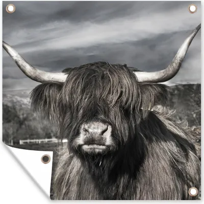 Produktbild von MuchoWow® 50x50 cm Outdoor-Poster Gartendeko Sichtschutz Garten Poster für den Garten  Schottischer Highlander - Tiere - Hörner