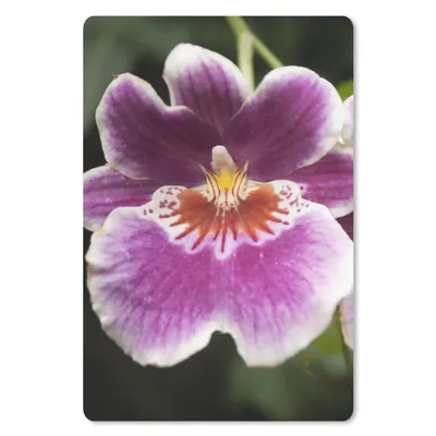 Produktbild von MuchoWow® Mauspad Mousepad Wilde Orchidee 40x60 cm - Mousepads - Maus Mat - Pad - Mausunterlage - Schreibtisch Accesoire