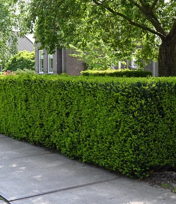 Produktbild von BALDUR Garten 1x Eiben-Hecke, Pflanze im 9x9 cm-Topf, Taxus baccata, winterhart, Heckenpflanze, immergrün, für Standort im Schatten geeignet, Sichtschutz, weiche Nadeln