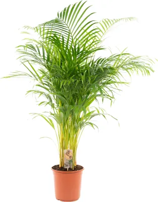 Produktbild von Trendyplants - Areca Palme - Goldpalme - Zimmerpflanze - Höhe 120-140 cm - Topfgröße Ø24cm