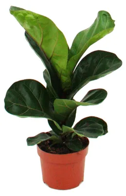 Produktbild von Ficus lyrata, Geigenfeige 12cm Topf