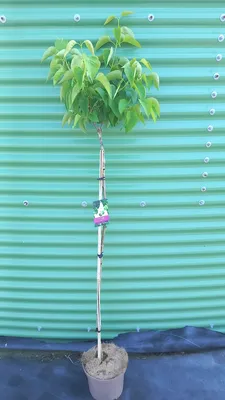 Immagine prodotto di Syringa vulgaris 'Mme Lemoine' - Lillà nobile | 100 cm in vaso