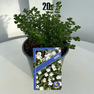 Zdjęcie produktu dla Prostanthera cuneata – australijska mięta krzewiasta, mięta górska | 20–25 cm w doniczce