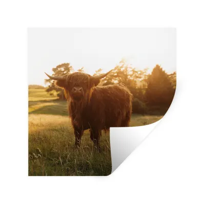 Produktbild von MuchoWow® Wandtattoo Wandsticker Wandaufkleber Schottischer Hochländer - Gras - Sonne 30x30 cm Selbstklebend und Repositionierbar - Repositionierbar - Wasser abweisend