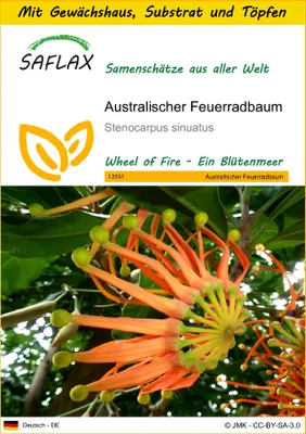 Produktbild von SAFLAX Anzucht Set - Australischer Feuerradbaum - Stenocarpus sinuatus - 20 Samen - Mit Mini-Gewächshaus, Anzuchtsubstrat und 2 Töpfen