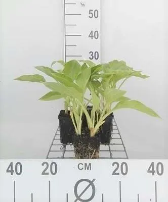 Produktbild von 6 x  Hosta sieboldiana - Hosta - Topf 9 x 9 cm