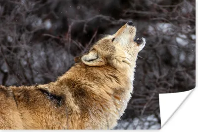 Produktbild von MuchoWow® Poster Wolf - Winter - Wald 180x120 cm - Fotoplakat