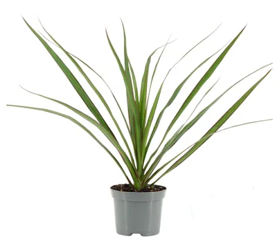 Produktbild von Drachenbaum Dracaena marginata 30cm Zimmerpflanze