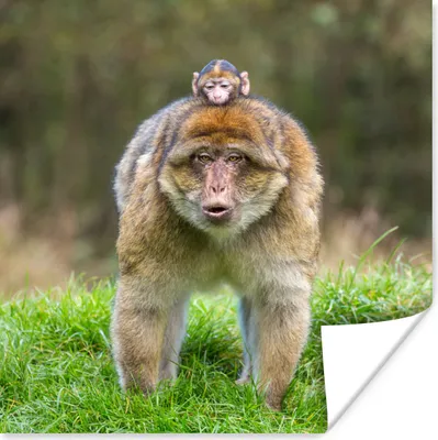 Produktbild von MuchoWow® Poster Tier - Affe - Baby 100x100 cm - Babyzimmer