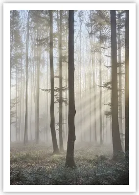Produktbild von Poster - Poster ohne Rahmen - Wald Baum Natur - 70x100 cm - Wand Bild - Wanddeko - Wandbilder - Kunstposter - Wandposter - Bilder - Kunstdruck - Wanddekoration - Wandbild - P2XPA70x100-3749