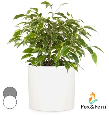 Obrázek produktu pro Fox & Fern Gendt, květináč, fiberstone, interiér/exteriér