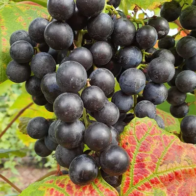 Obrázek produktu pro Vinná réva Buffalo 2L