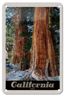 Produktbild von Blechschild Reise 12x18cm California Amerika Natur Wald Bäume Schild