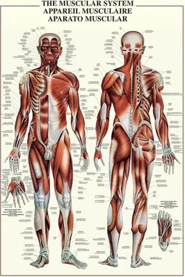 Immagine prodotto di Poster Educazione didattica Il sistema muscolare