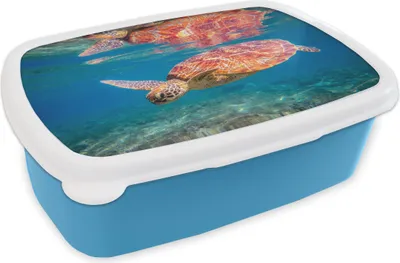 Produktbild von KitchenYeah® Lunchbox Brotzeit Brotdose 17x11 cm Schildkröte - Schwimmen - Wasser - Spiegelung Kinder Brotzeitdose - Lunch - Kunststoff  - Brotbüchse - Sandwichbox - Lunchbox für Kinder