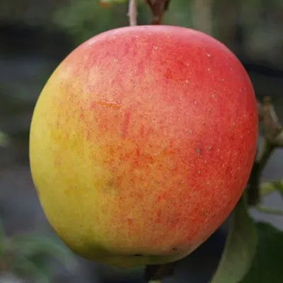 Produktbild von Rebella ® Apfelbaum - Buschbaum Topfballen (Versandzeit: ganzjährig)