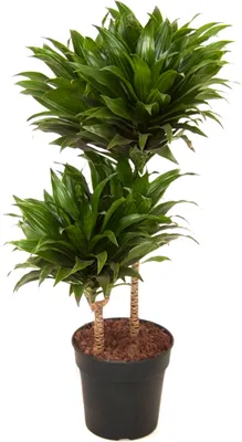 Produktbild von BALDUR Garten 1x Dracena 'Compacta' ca. 55 cm hoch, Pflanze im 19 cm-Topf, Dracaena fragrans, Zimmerpflanze, Grünpflanze, pflegeleicht, robust, mehrjährig - frostfrei halten