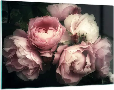 Produktbild von Bilder auf glas - Pfingstrose Blume - 120x80cm - Glasbilder - Wandbilder - Kunstdruck - zum Aufhängen bereit - Wanddekoration aus Glas - Glas Bilder - Wandbild auf Glas - Einteilig - GAA120x80-3930