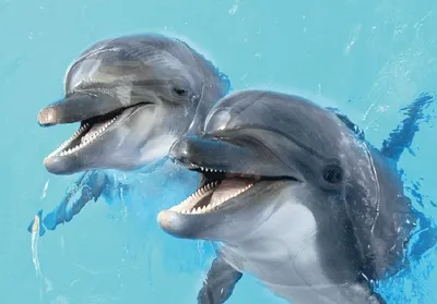 Produktbild von 3 D Ansichtskarte Delfine, Postkarte Wackelkarte Hologrammkarte Tiere Tier Delfin