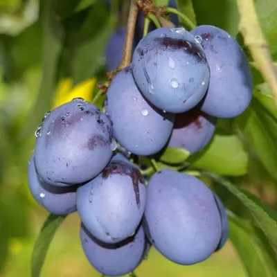 Produktbild von Kulinaria (S) Zwetsche Halbstamm Topfballen St. Julien A