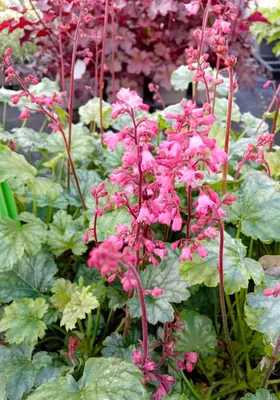 Obrázok produktu pre Staude Purpurglöckchen (Heuchera cultorum): Trvalka, vždyzelená a mrazuvzdorná