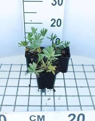 Image de 6 x Lupinus hybr. 'Gallery Yellow' - Lupin - pot 9 x 9 cm x 9 cm