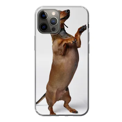Produktbild von MuchoWow® Handyhülle Schutzhülle Hülle für iPhone 12 Pro Ein Dackel, der auf seinen beiden Hinterbeinen steht Silikon Softcase Handy Hülle - Abdeckung