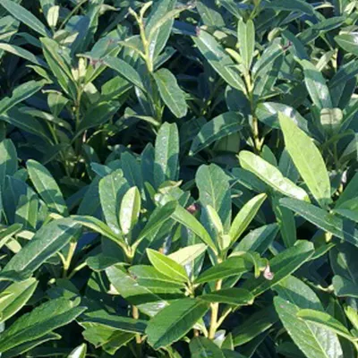 Obrázok produktu pre 2 x  Kirschlorbeer  - Prunus laurocerasus 'Caucasica'  | 60-80 cm v kontajneri