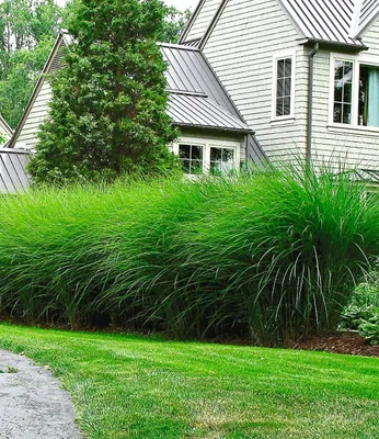 Produktbild von BALDUR Garten 6x Chinaschilf 'Eulalia' Chinagras, Pflanzen im 9x9 cm-Topf, Miscanthus sinensis 'Gracillimus', Ziergräser, Sichtschutz, winterharte & mehrjährige Staude, blühend, schnellwachsend