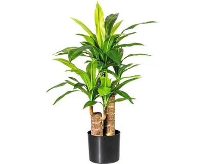 Produktbild von Kunstpflanze Dracaena Höhe: 80 cm grün