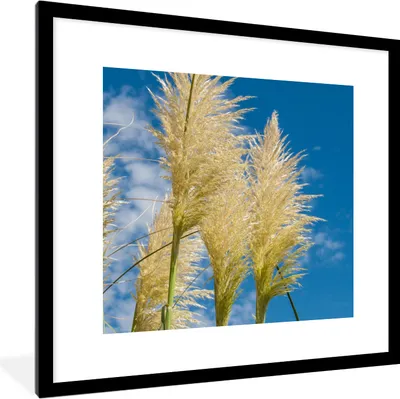 Produktbild von MuchoWow® Gerahmtes Poster Pflanzen - Pampasgras - Luft 40x40 cm - Poster mit Schwarzem Bilderrahmen Wandposter Rahmen Foto Bilder - Poster - Plakat im Rahmen