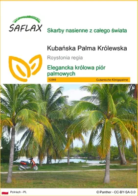 Zdjęcie produktu dla SAFLAX - Kubańska Palma Królewska - 8 Nasiona - Roystonia regia