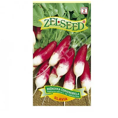 Produktbild von Samen - RADIES 'SLAVIA'