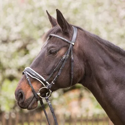 Obrázek produktu pro Horse and Passion Trensenzaum Saint-Étienne černá krystaly na čelence včetně otěží, velikost koně: teplokrevník