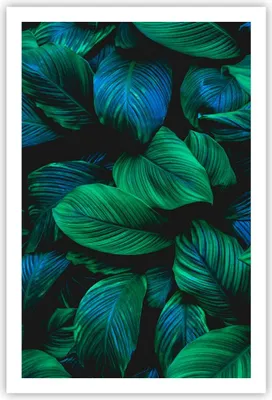 Produktbild von Poster - Poster ohne Rahmen - Blätter Pflanzen Exotik - 61x91,5 cm - Wand Bild - Wanddeko - Wandbilder - Kunstposter - Wandposter - Bilder - Kunstdruck - Wanddekoration - Wandbild - P2XPA61x91-5066