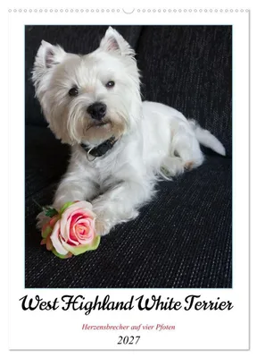 Produktbild von West Highland White Terrier - Herzensbrecher auf vier Pfoten (Wandkalender 2027 DIN A2 hoch), CALVENDO Monatskalender