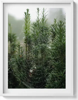 Produktbild von Spinnennetz mit Tau auf einem Baum– Wandbild mit Rahmen – Gerahmtes Bild  – Wanddekoration – 60x80 cm –  Weiß Rahmen