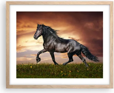 Produktbild von Gerahmtes Poster - Rahmen in heller Eiche - Pferd Tier Wiese - 50x40 cm - Wand Bild - Wanddeko - Wandbilder - Kunstposter - Wandposter - Bilderrahmen - Bilder - Kunstdruck - Wandbild - P2NAA50x40-2608