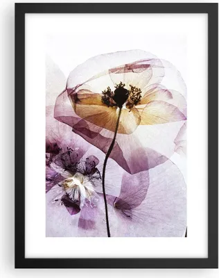 Produktbild von Gerahmtes Poster - Schwarzer Rahmen - blume sommer natur - 30x40 cm - Wand Bild - Wanddeko - Wandbilder - Kunstposter - Wandposter - Bilderrahmen - Bilder - Kunstdruck - Wandbild - P2BPA30x40-3821