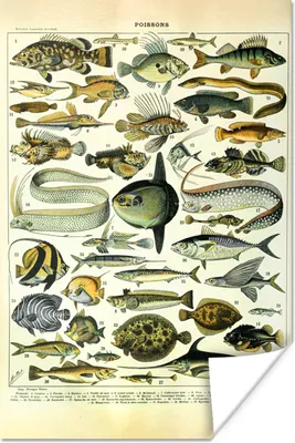 Produktbild von MuchoWow® Poster Adolphe Millot - Kunst - Vintage - Fische - Tiere 40x60 cm - Plakate für die Wand - Poster Babyzimmer