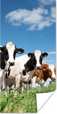 Produktbild von MuchoWow® Poster Kühe - Landleben - Weide - Natur - Tiere 60x120 cm - Wandschmuck