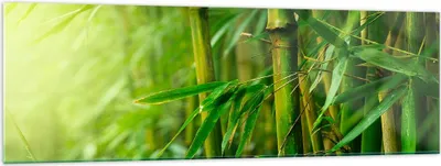 Produktbild von Bilder auf glas - Bambus Pflanze - 160x50cm - Glasbilder - Wandbilder - Kunstdruck - zum Aufhängen bereit - Wanddekoration aus Glas - Glas Bilder - Wandbild auf Glas - Einteilig - GAB160x50-3558