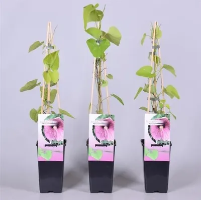 Produktbild von Pfeifenwinde Aristolochia macrophylla – Kletterpflanze 40-60 cm im Topf – Rankpflanze winterhart für Sichtschutz & Pergola