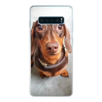 Produktbild von MuchoWow® Handyhülle Schutzhülle Hülle für Samsung Galaxy S10 Lite Nahaufnahme des Kopfes eines Dackels Silikon Softcase Handy Hülle - Schutz