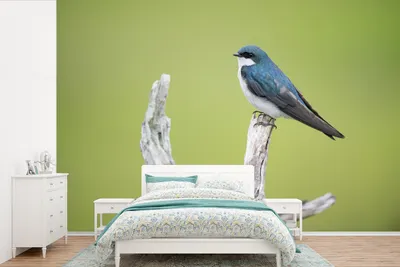 Produktbild von MuchoWow® Fototapete für Wohnzimmer oder Schlafzimmer Wandtapete Vinyl Motivtapete Vogel - Zweig - Grün - 390x260 cm - Papiertapete