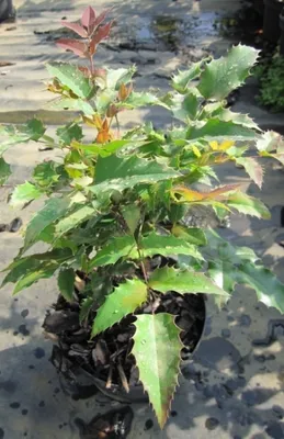 Produktbild von Mahonia aquifolium syn. Berberis aquifolium - Stechdornblättrige Mahonie - Gewöhnliche Mahonie -
