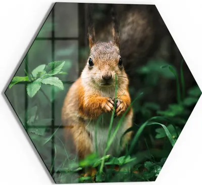 Produktbild von DEQOART Glasbild Echtglas 40x35 cm 'Knabberkünstler' Wandbild Bild modern Deko