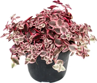 Obrázok produktu pre Crassula marginalis - 12cm kvetinác